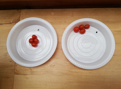 Tomato test with rapid freezer